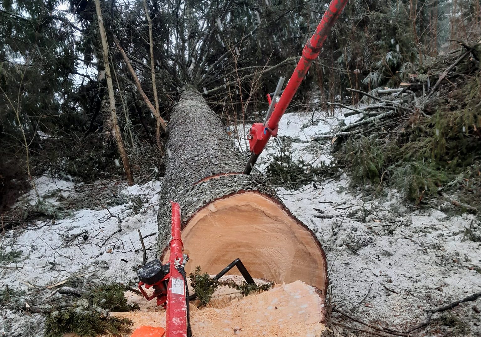 108cm paksuutta ja 33 metriä pituus. Laho ja kaatosuuntaa vasten rajusti kallellaan.