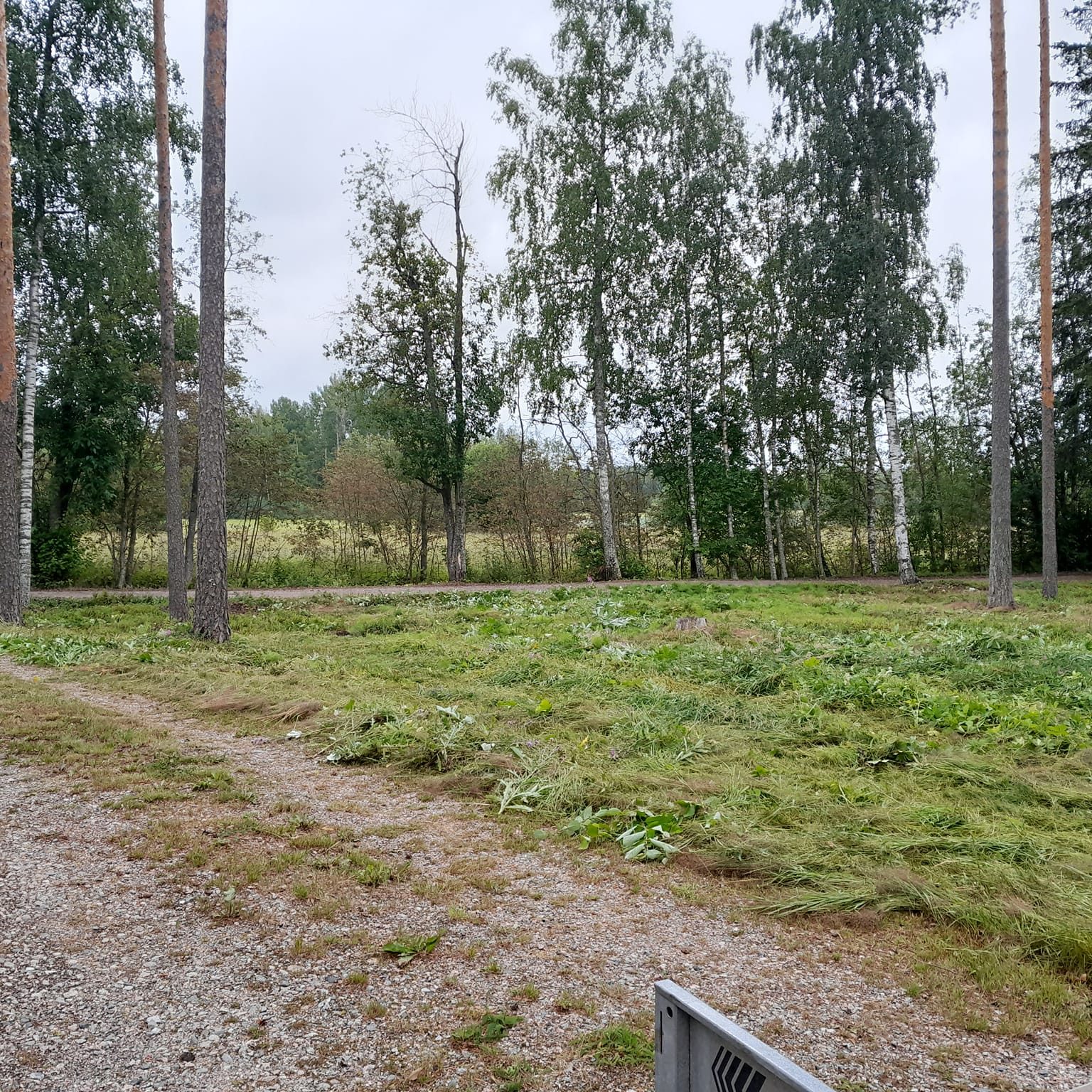 Heinikot matalaksi heti aamusella🌱☘️