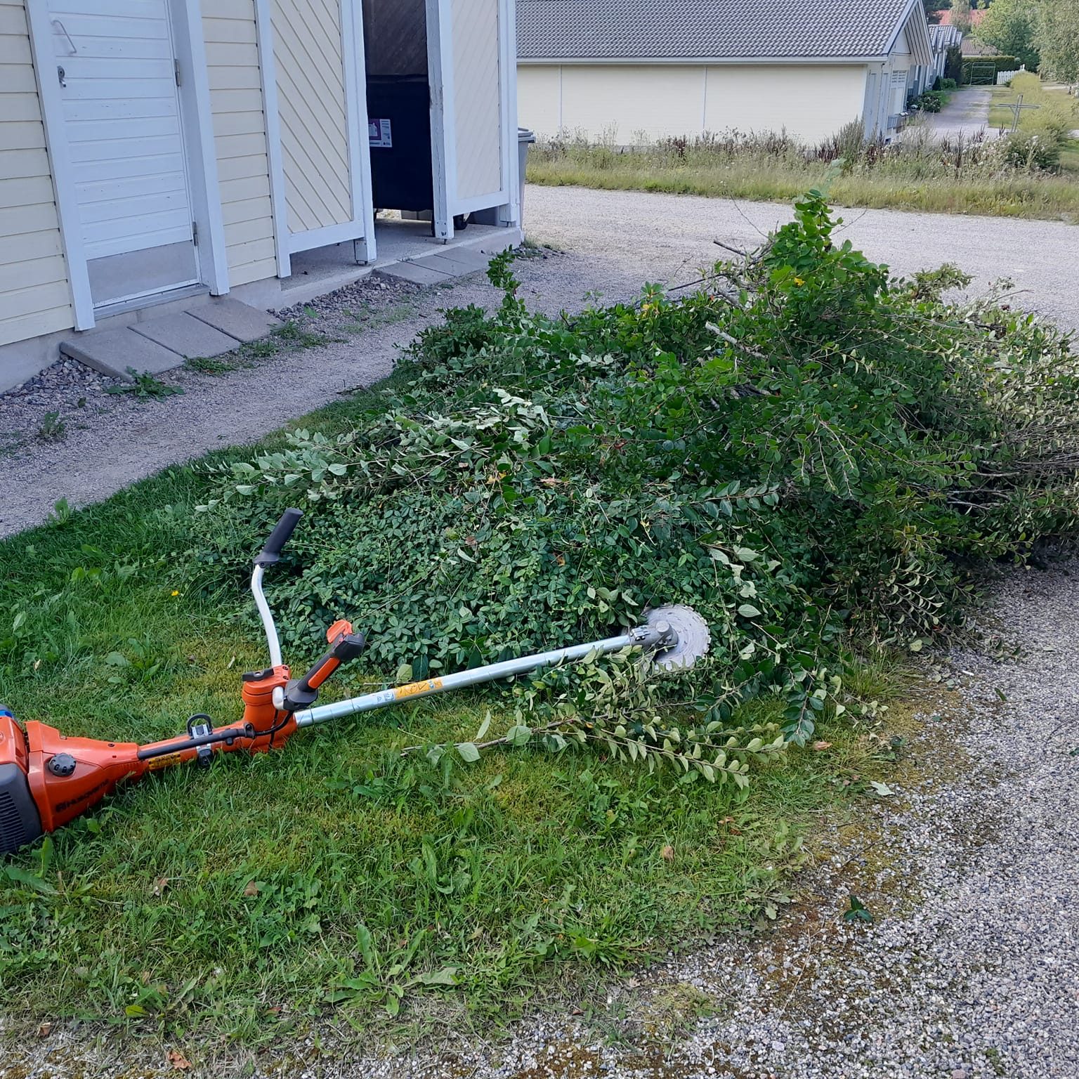 Pensasaita on välillä hyvä leikata alhaalta poikki. Homma hoituu kätevästi raivaussahalla