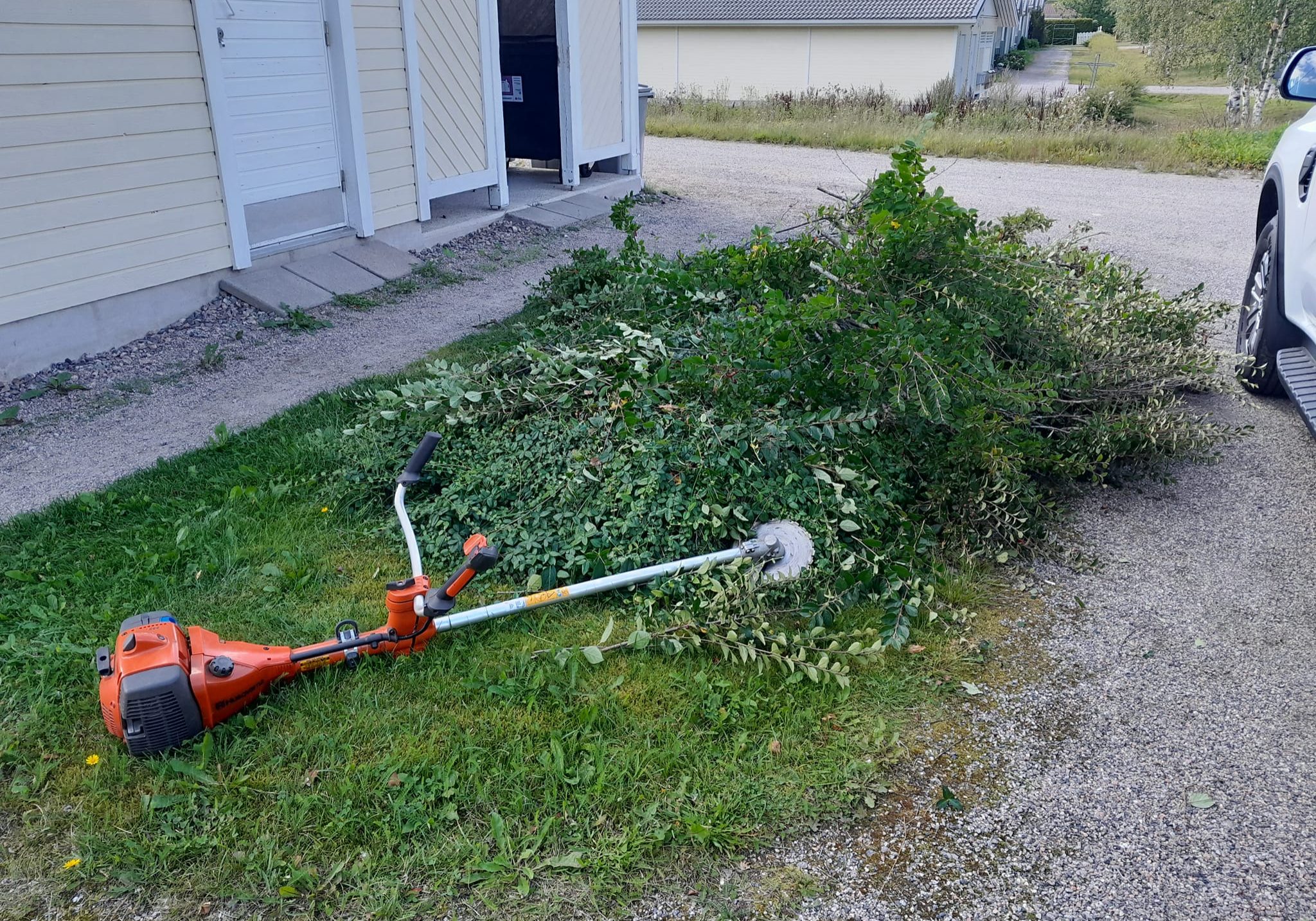 457231124_1239086687053004_3359153849281361561_n Pensasaita on välillä hyvä leikata alhaalta poikki. Homma hoituu kätevästi raivaussahalla