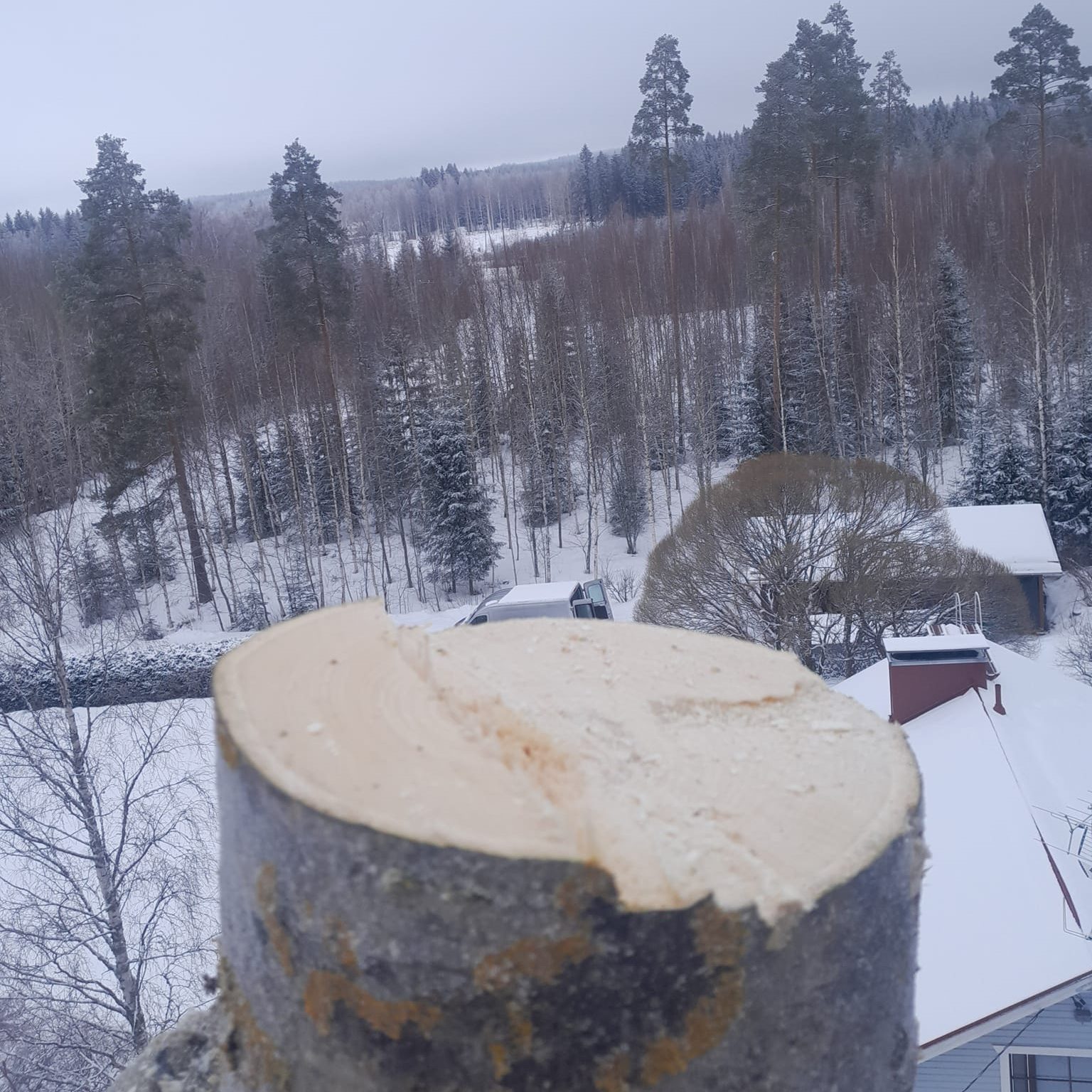 haapa_latva_katkaistu