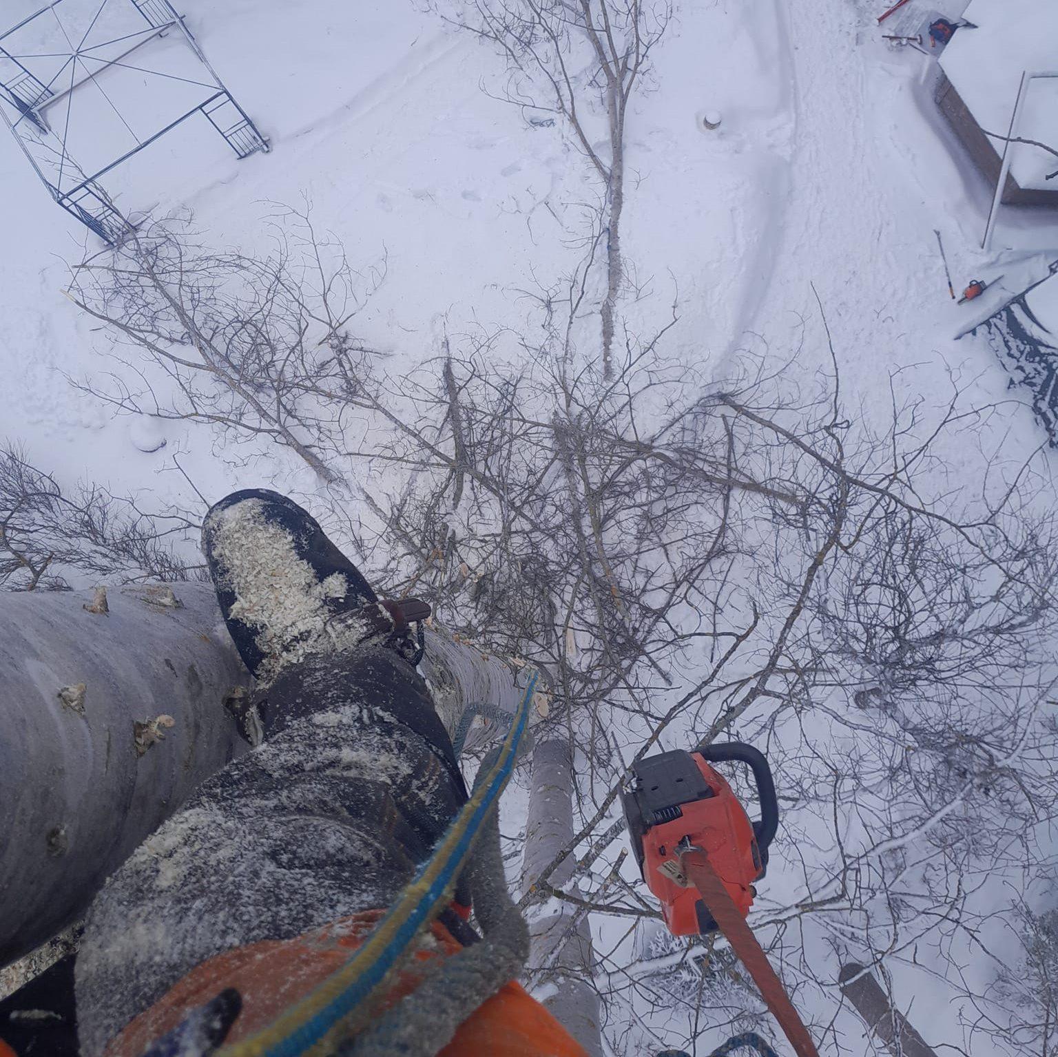 haapaan_kiivetty_oksat_pudotettu_alas