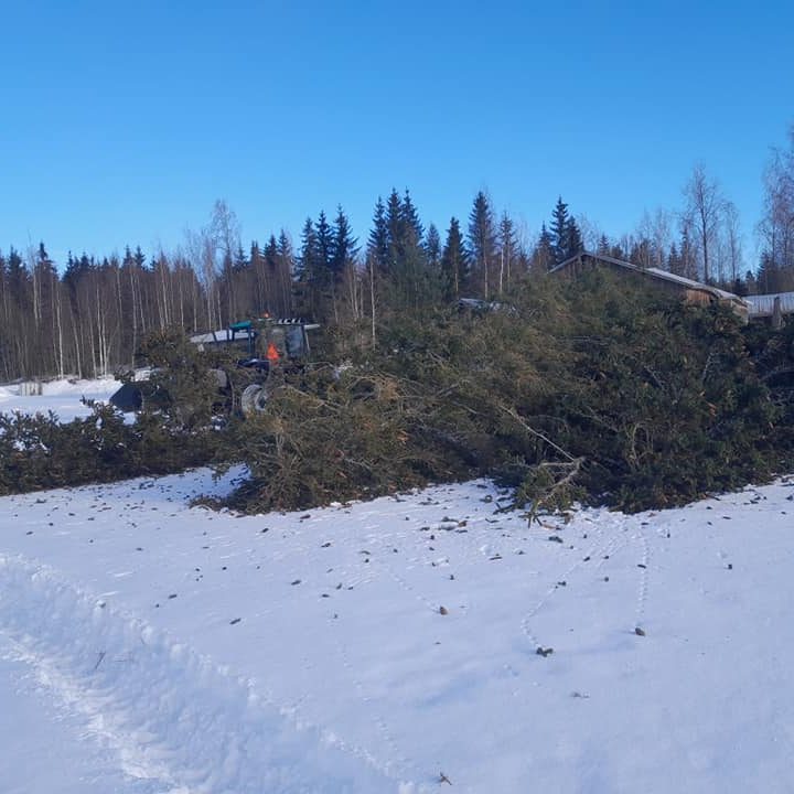 puut_kaadettuna_pihasta_pellolle